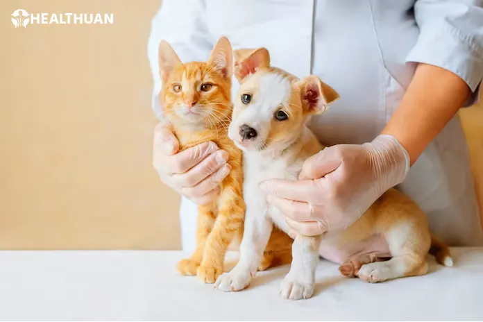 Veterinary Assistant Jobs